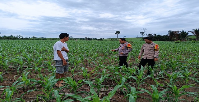 Tanaman jagung di Kotabaru tumbuh subur